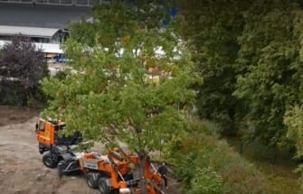 Video: Ehitusobjektil päästeti raiest 50-aastane tamm